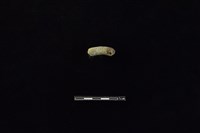 陶把藏品圖，第1張